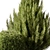 Russian Pine Bush Set 116 3D model small image 2