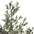 Elegant Bamboo Bush in White Floral Pot. Collection 1272 3D model small image 4