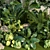 Tropical Plant Paradise Set 3D model small image 5