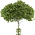 Citrus Garden Lemon Tree 126 3D model small image 3