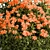 Floral Creeper Bush Set 114 3D model small image 2