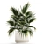 Tropical Palm Plant in Concrete Vase 3D model small image 5