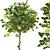 Indoor Apple Tree Collection 3D 3D model small image 2