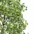  3D Fagus Sylvatica & Acer Saccharinum Summer Model 3D model small image 3