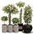 Exquisite Indoor Bonsai Collection 3D model small image 1