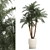 Exotic Phoenix Robelena Palm in White Flower Pot 3D model small image 1