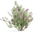 Oleander Flowering Bush Collection Vol. 208 3D model small image 4