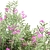 Oleander Flowering Bush Collection Vol. 208 3D model small image 6