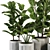 Modern Ficus Banana Plant Set 3D model small image 4