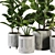 Modern Ficus Banana Plant Set 3D model small image 5