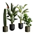 Exotic Indoor Plants Pack 47 3D model small image 1