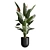 Exotic Indoor Plants Pack 47 3D model small image 4