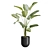 Exotic Indoor Plants Pack 47 3D model small image 7