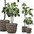 Versatile Indoor Plant 315 Model 3D model small image 2