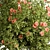 Blooming Bush Set 113 3D model small image 2