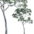 Versatile Eucalyptus Tree Collection 3D model small image 1