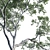 Versatile Eucalyptus Tree Collection 3D model small image 2