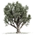 Vintage Olive Tree Sculpture 3D model small image 2