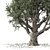 Vintage Olive Tree Sculpture 3D model small image 4