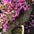 Blossom Bonsai Tree Set - V-Ray 3D model small image 2