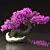 Blossom Bonsai Tree Set - V-Ray 3D model small image 5