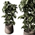 Freshen Your Space With Aglaonema 3D model small image 2