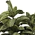 Indoor Bonsai Olive & Ficus Set 3D model small image 6