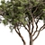 Stone Pine Tree Set 190 3D model small image 2