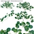 3D Whorled Marsh Pennywort Models 3D model small image 1