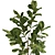 Indoor Fiddle Leaf Fig Plant Elegance 3D model small image 2