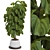 Indoor Fiddle Leaf Fig Plant Elegance 3D model small image 9