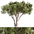  Evergreen Palatycladus Tree Set 3D model small image 1