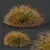 Carex Testacea Orange Sedge Collection 3D model small image 6