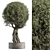 Tea Tree Outdoor Plant Green 3D model small image 1