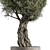 Tea Tree Outdoor Plant Green 3D model small image 2