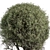 Tea Tree Outdoor Plant Green 3D model small image 3