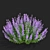 Nepeta Faassenii Flower Collection 3D model small image 4