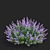 Nepeta Faassenii Flower Collection 3D model small image 5