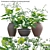 Complete 3D Plant Models Pack 3D model small image 1