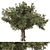 Eucalyptus Tree Set5 3D Model 3D model small image 1