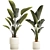 Exotic Tropical Plant Collection 3D model small image 1