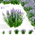 Hybrid Agastache Flower 3D Models 3D model small image 1