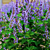 Hybrid Agastache Flower 3D Models 3D model small image 4