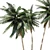 Tropical Palm Tree 3D Model 3D model small image 4