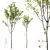 Diverse HQ Acer Plant Models 3D model small image 1