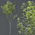 Diverse HQ Acer Plant Models 3D model small image 3