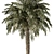 Royal Palm Trio Set 221 3D model small image 3