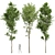 Alnus Glutinosa 3D Models Collection 3D model small image 1