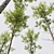 Alnus Glutinosa 3D Models Collection 3D model small image 2