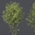 Alnus Glutinosa 3D Models Collection 3D model small image 3